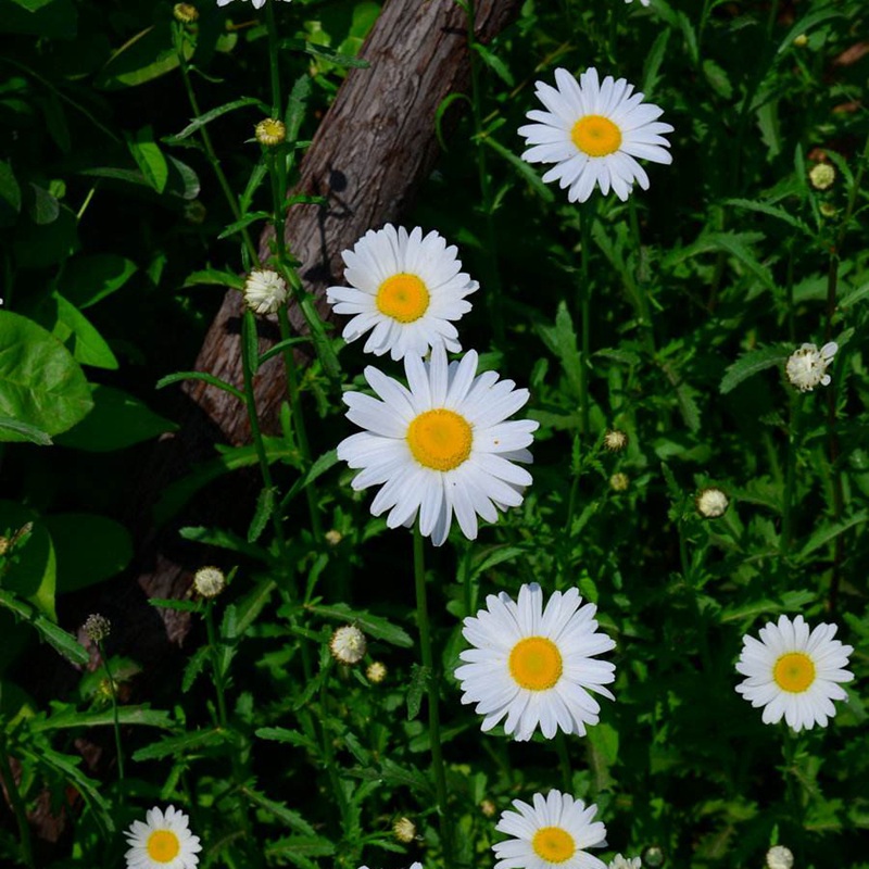 「大濱菊」的種植方法