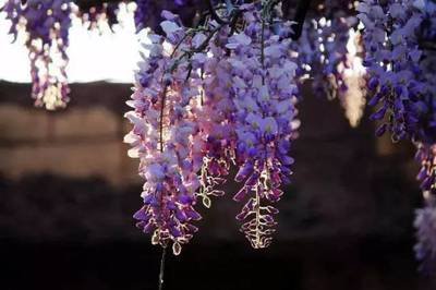 1629115721397203.jpg 1629115721397203.jpg