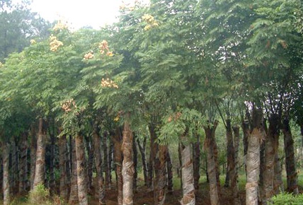 1629122440607488.jpg image.jpg