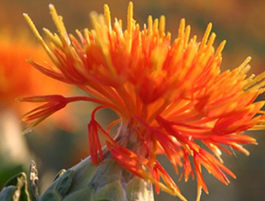 1629124458945241.jpg image.jpg