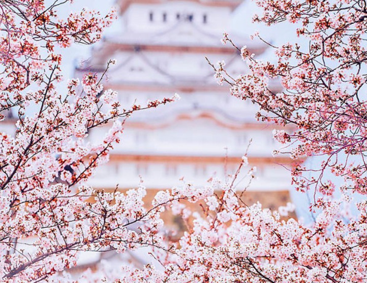 1629186583125389.jpg 櫻花2.jpg