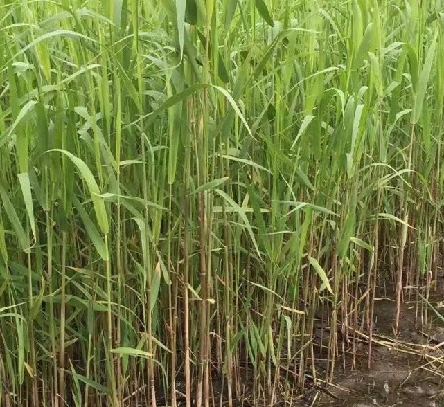 1629191975391749.jpg 1629191971.jpg