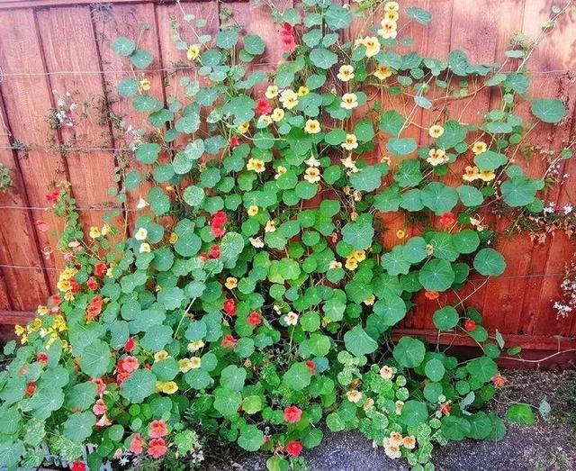 超好養的旱金蓮，可以爬滿藤