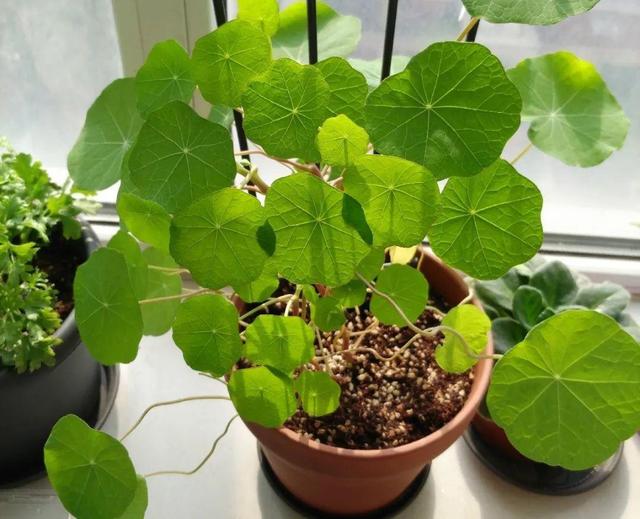 超好養的旱金蓮，可以爬滿藤