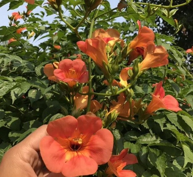 1629192313590447.jpg 1629192309(1).jpg