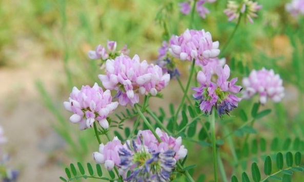 1629192757958001.jpg 1629192754(1).jpg