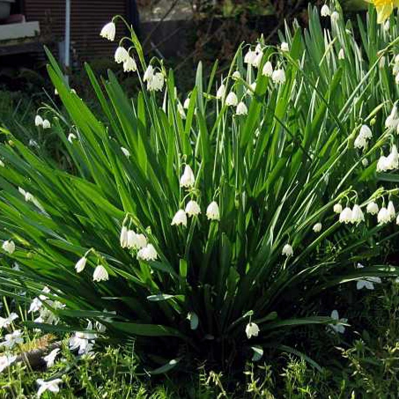 風(fēng)鈴花的花語是什么,風(fēng)鈴花如何養(yǎng)護(hù)