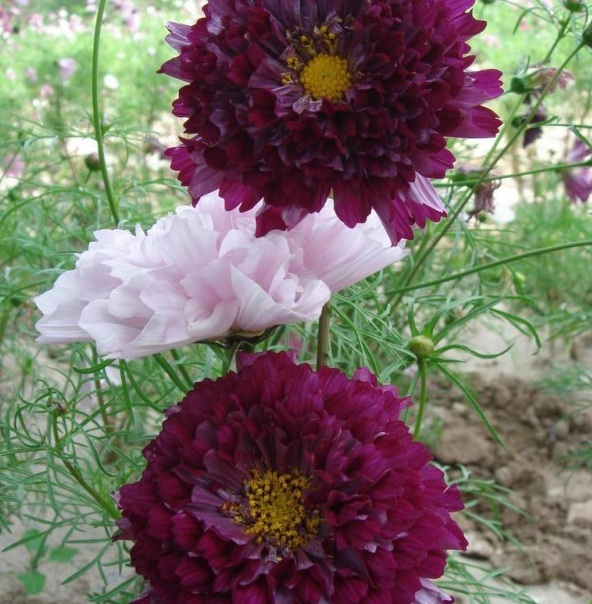 1629264036366051.jpg NC@JJI(){}0IXR0LCN)1_M1.jpg