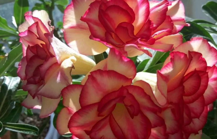 1629267107932260.jpg OVE5}M9H4`5F4RJ41@B(_R4.jpg