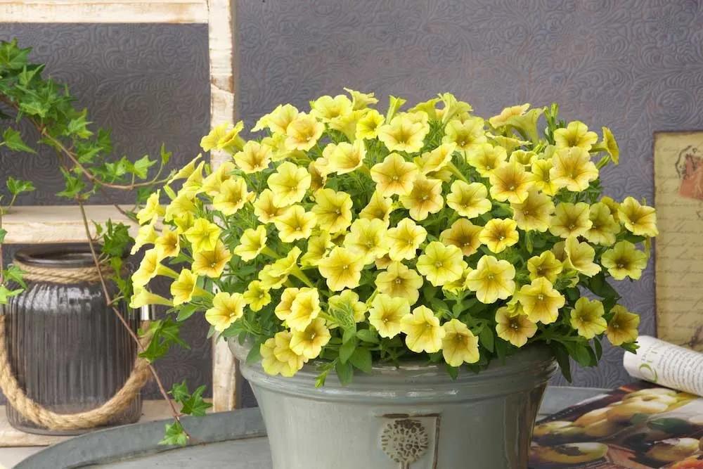 春天種子矮牽牛如何選擇如何養護