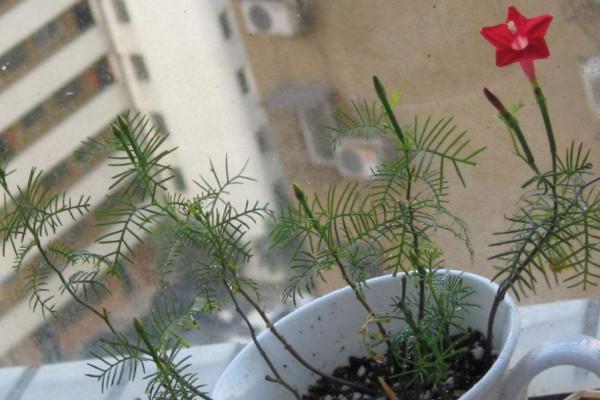 羽葉蔦蘿的養(yǎng)殖方法和注意事項