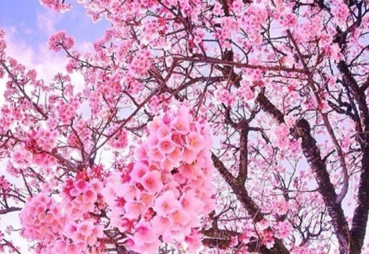 1629295779130756.jpg 櫻花888888888888888.jpg