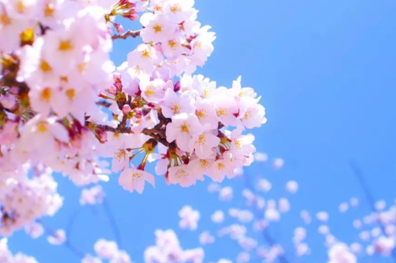 1629295805167315.jpg 櫻花5555555555555555555555.jpg