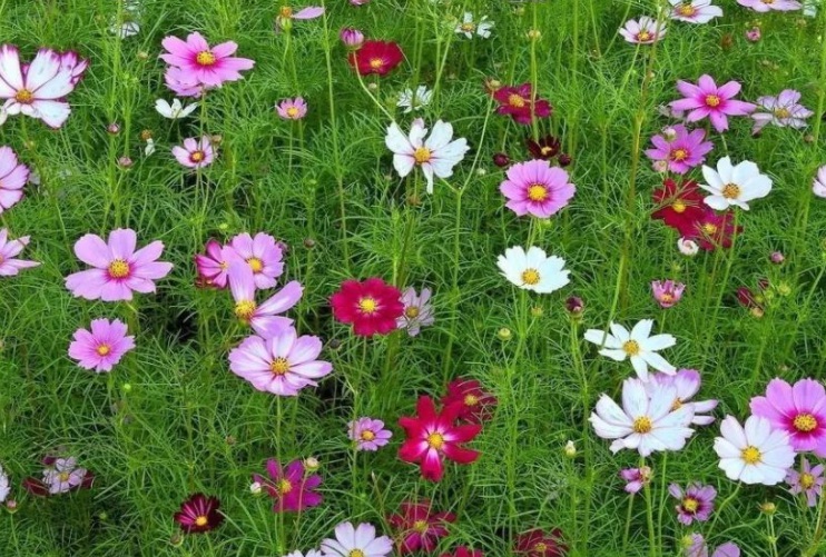 1629300513824535.jpg 波斯菊花海.jpg