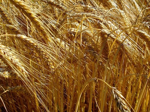 1629337269825671.jpg image.jpg