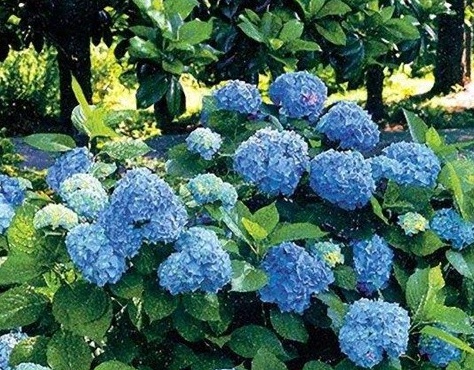 1629371559560339.jpg image.jpg