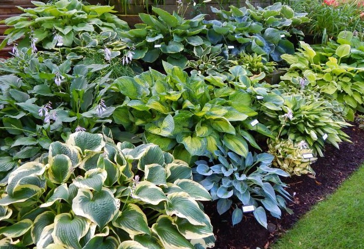 1629386311223942.jpg 玉簪22222222222222222.jpg