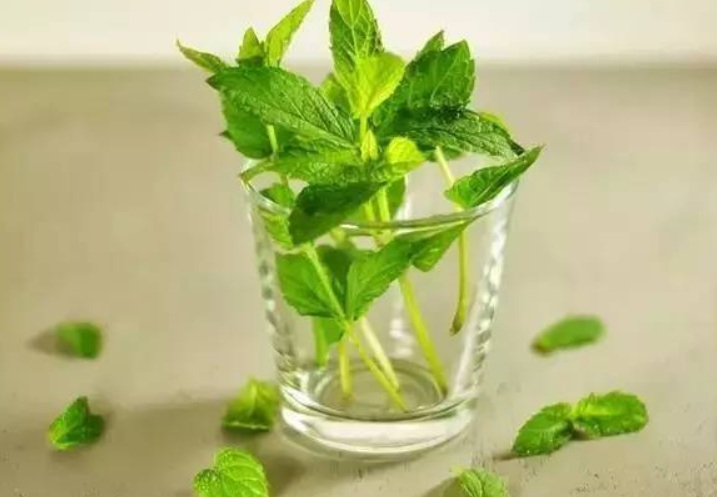 薄荷222222222222222222222222.jpg