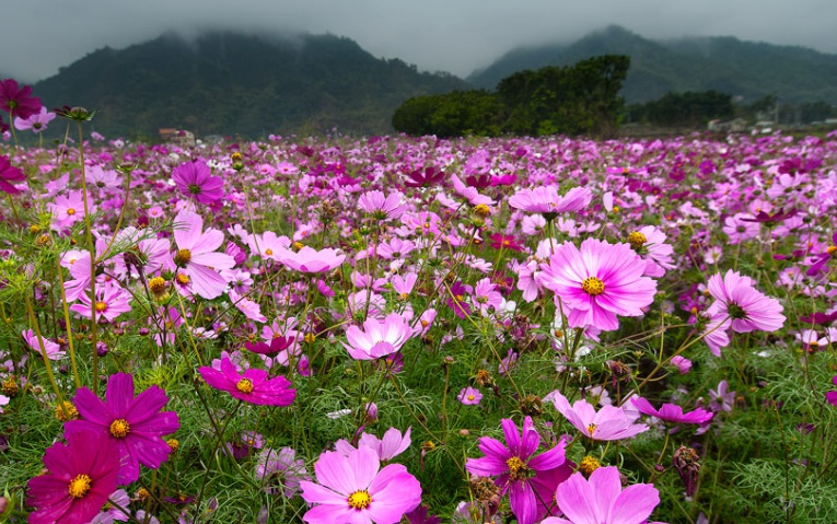 1629447342777182.jpg 波斯菊2.jpg