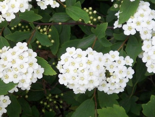 1629462890152783.jpg image.jpg