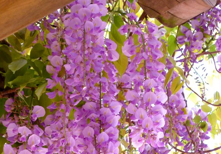 1629470241955744.jpg image.jpg