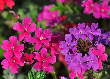 北方可以種草本花卉嗎