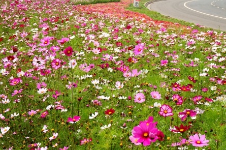 北方可以種草本花卉嗎