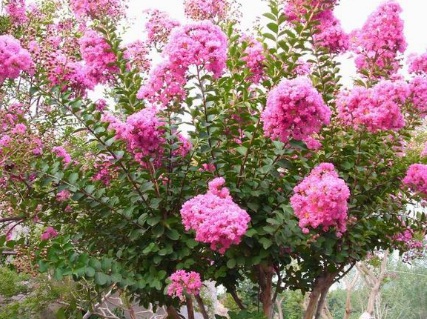 北方可以種草本花卉嗎