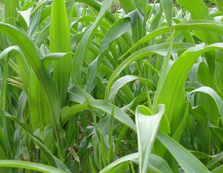 牧草冬天能種嗎