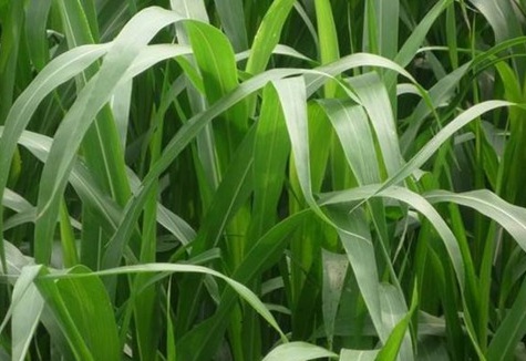 牧草冬天能種嗎