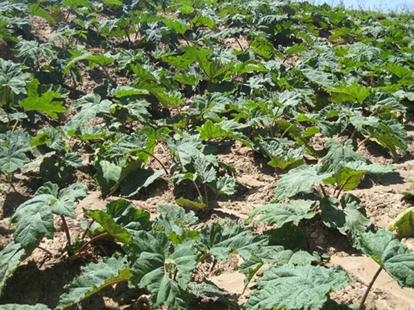 1629600400878008.jpg 7.jpg