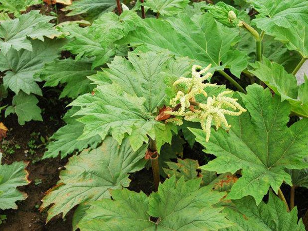 1629600406491585.jpg 8.jpg