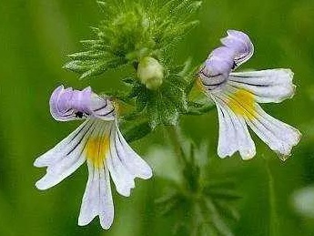 小米草的養殖方法有哪些需要注意的