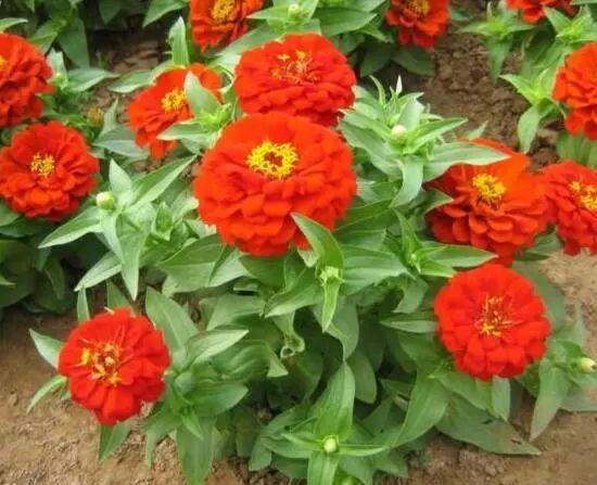 百日草生長期養(yǎng)護(hù)要點，百日草一年四季的養(yǎng)護(hù)方法