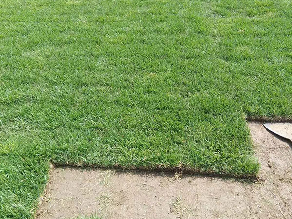 結縷草草坪圖片