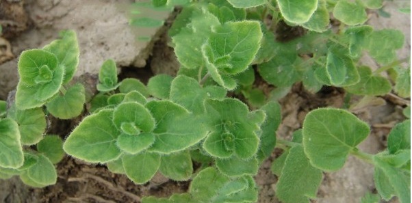 1629813902149443.jpg image.jpg