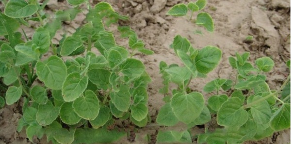 1629813937416464.jpg image.jpg