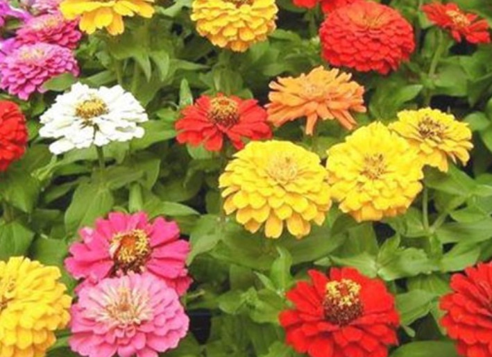 1629814328119441.jpg 百日草3.jpg