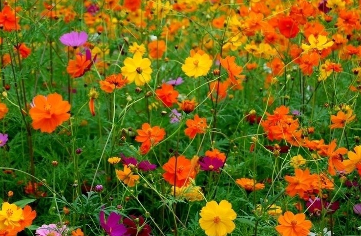 1629814375656665.jpg 波斯菊88888888888888888.jpg