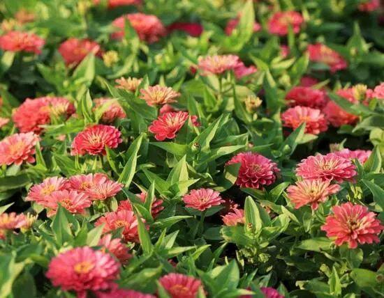 百日草生長期養(yǎng)護要點，百日草一年四季的養(yǎng)護方法