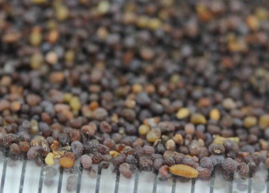 1629881297519274.jpg image.jpg