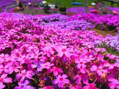 1629893892918540.jpg 1629893892918540.jpg