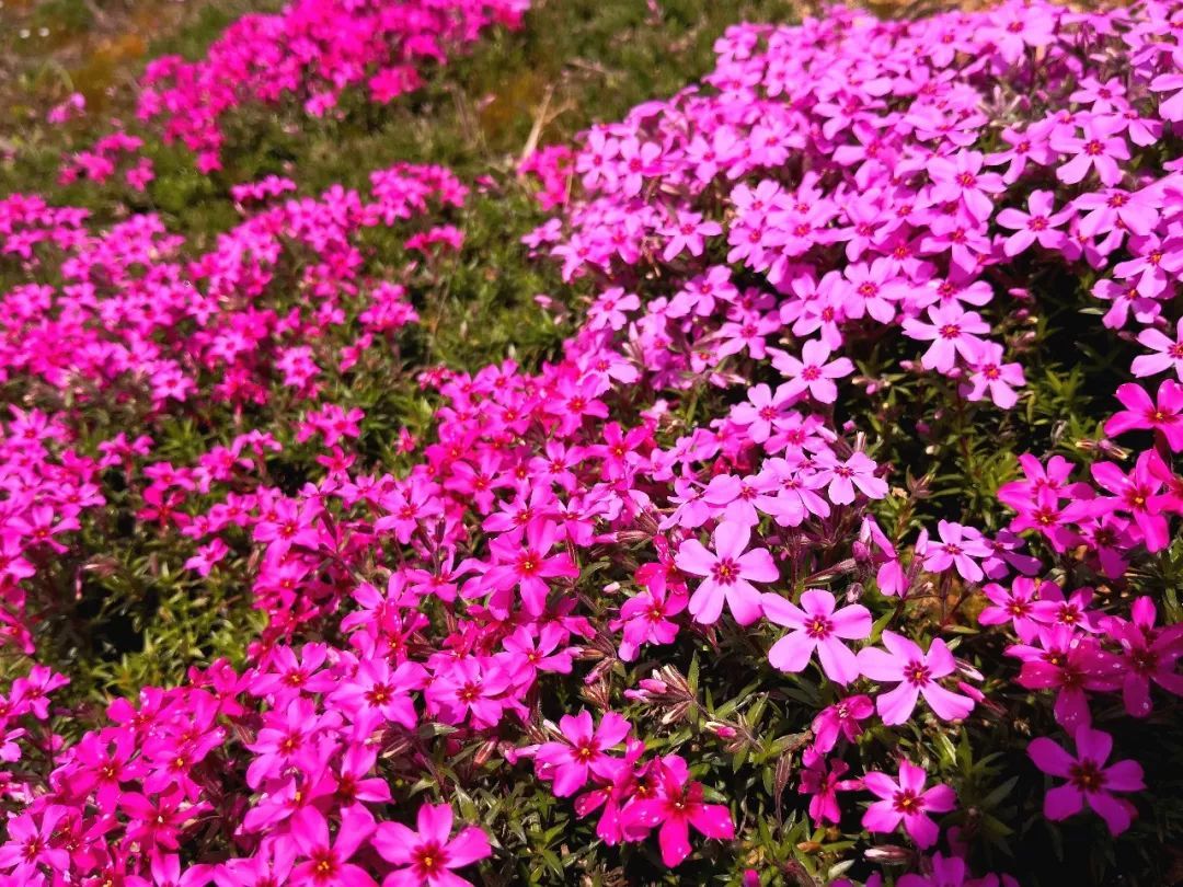 1629893956301827.jpeg 1629893956301827.jpeg