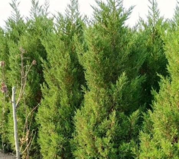 1629897944538676.jpg image.jpg