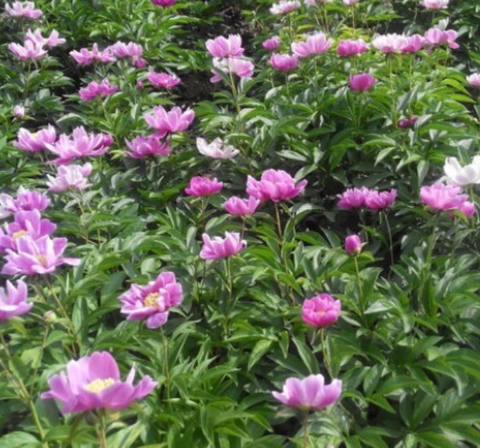 1629898070379796.jpg image.jpg