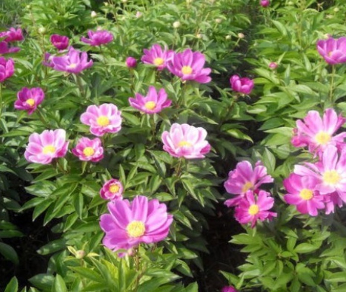 1629898086485704.jpg image.jpg