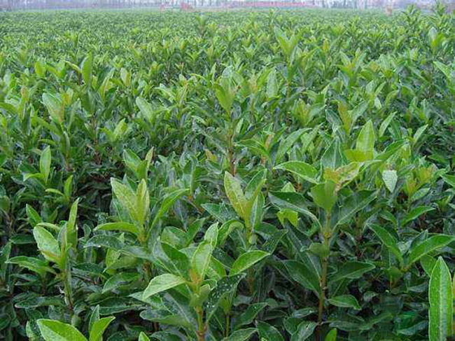 法國冬青 法國冬青