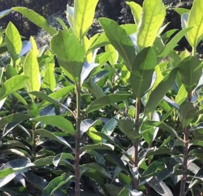 1629898329179865.jpg image.jpg