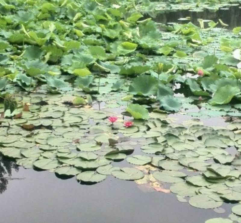 1629901609982900.jpg image.jpg