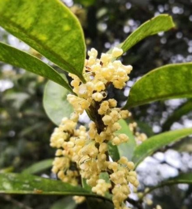 1629902224548550.jpg image.jpg